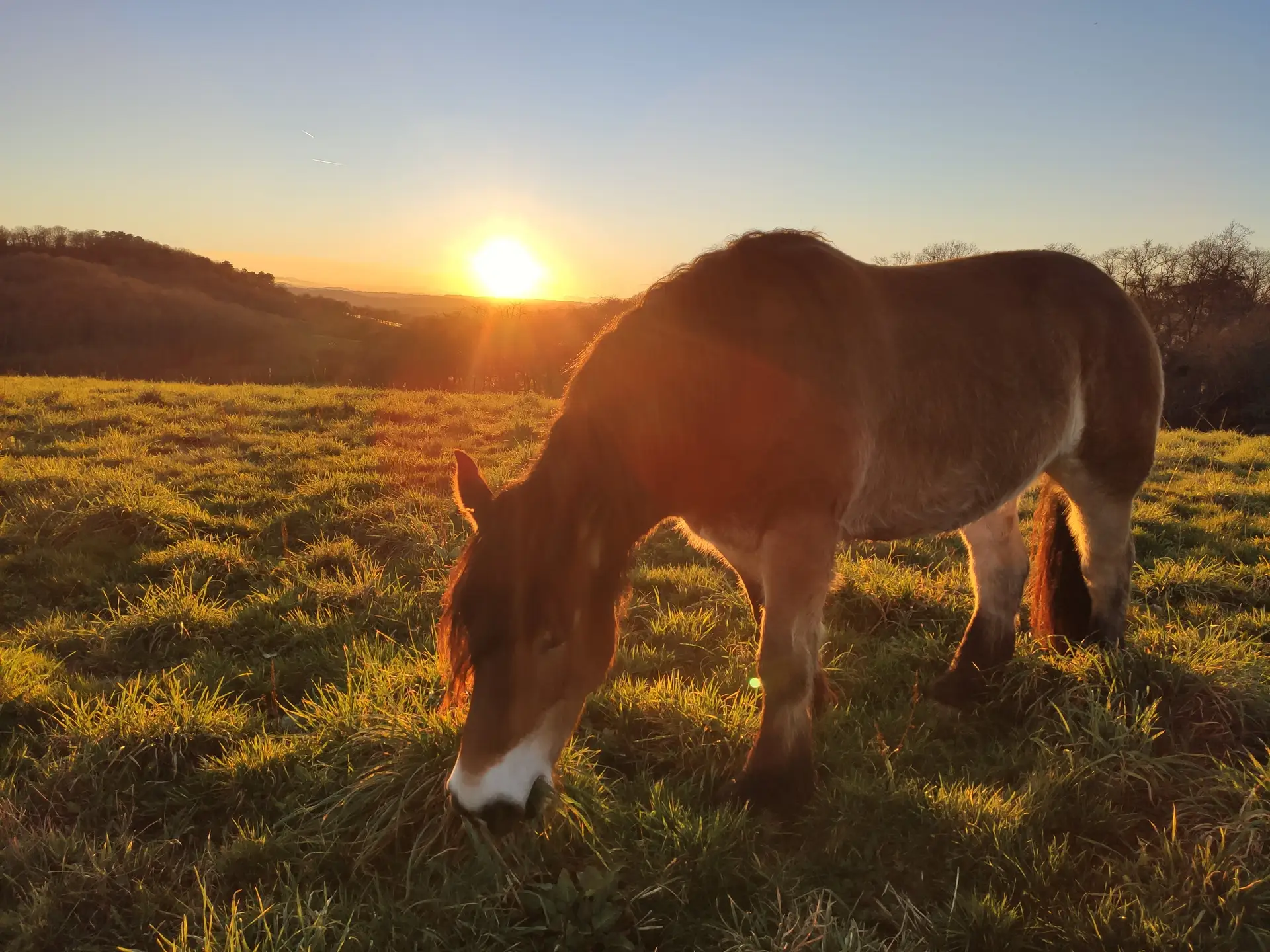 Un cheval broute dans le pré au soleil couchant, la vallée béarnaise et les collines derrière.
