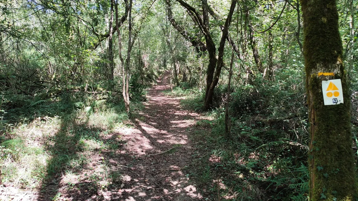 Un sentier de randonnée balisé traverse un sous-bois de fougères et de chênes.