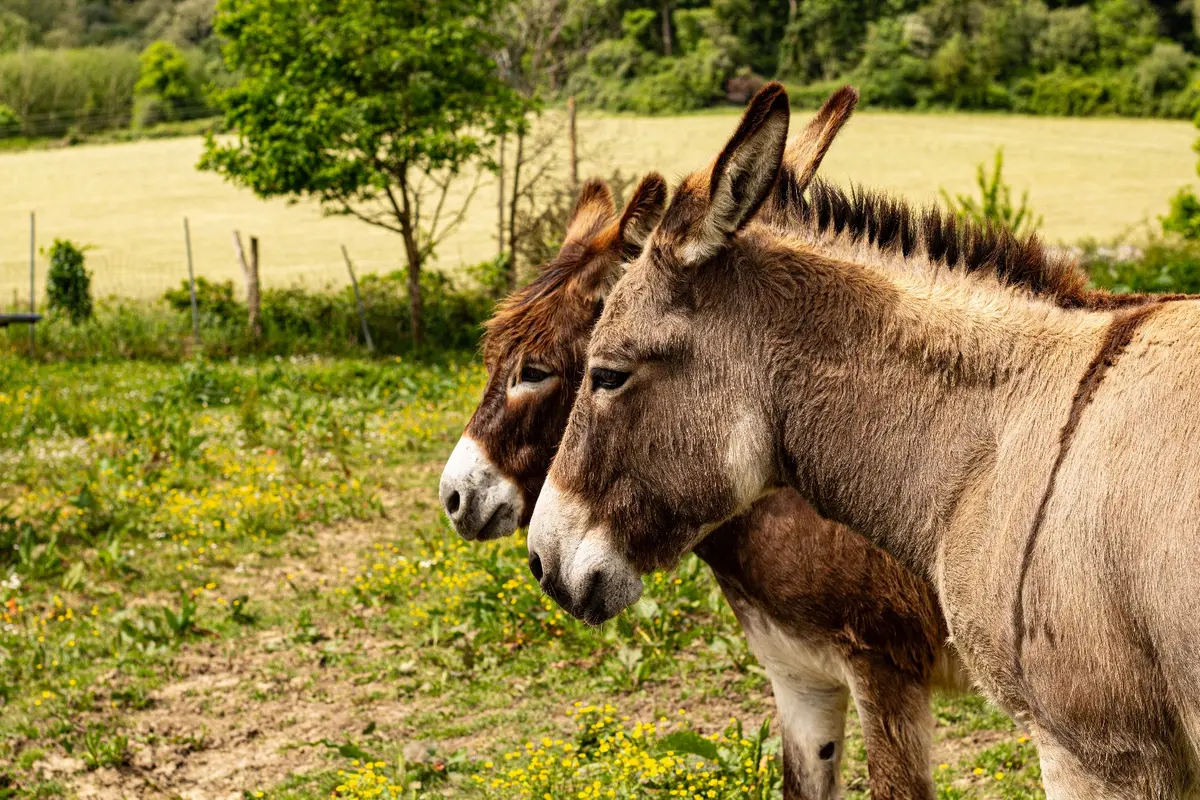 Les deux ânes de la ferme, côte à côte dans un pré fleuri de boutons d’or.