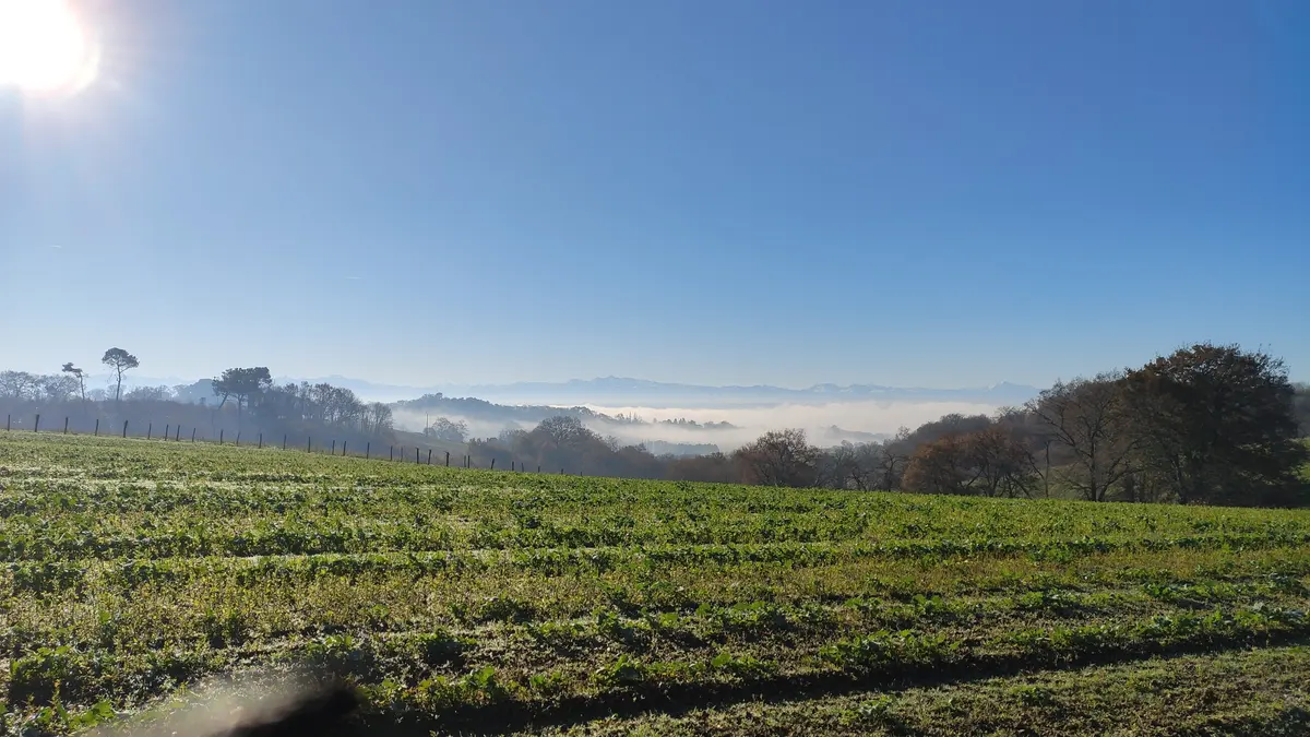 La vallée béarnaise noyée dans la brume au petit matin, les sommets des Pyrénées émergeant au-dessus, un champ givré au premier plan.