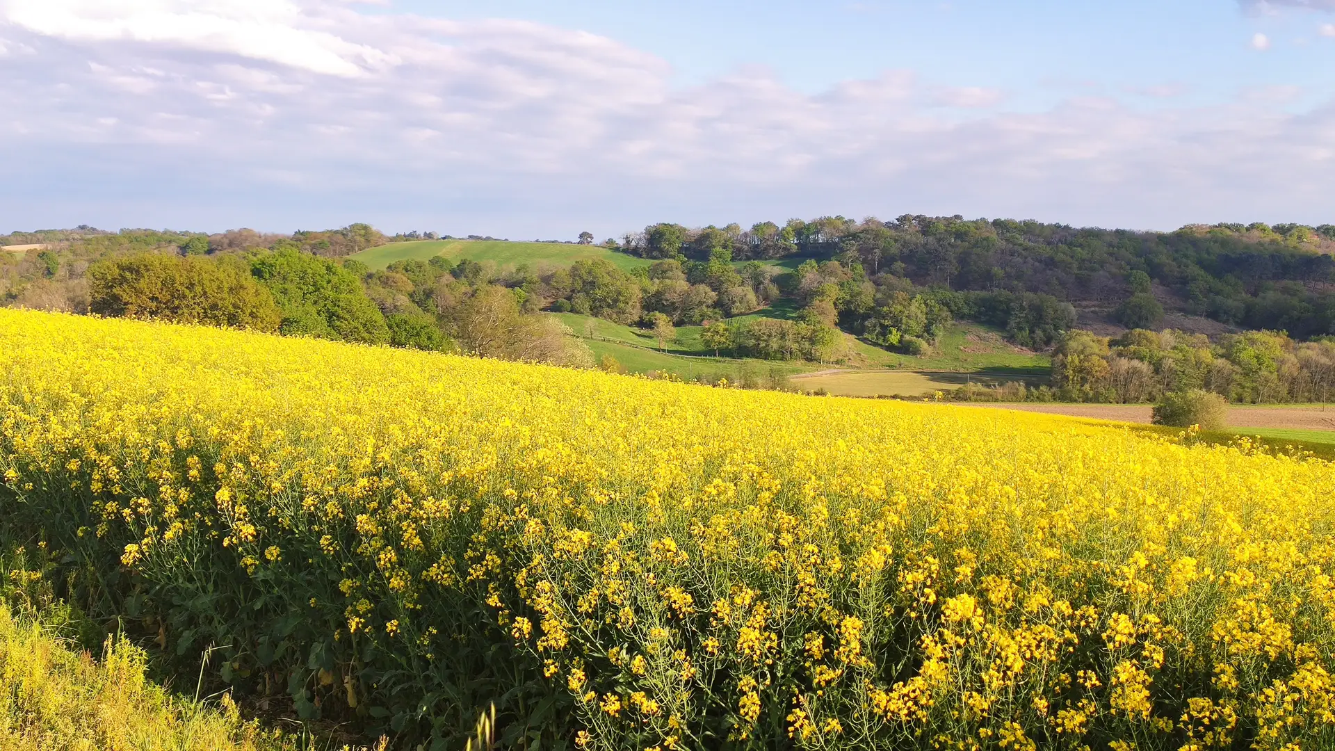 Un champ de colza en fleurs au printemps, les coteaux boisés du Béarn à l’arrière-plan.
