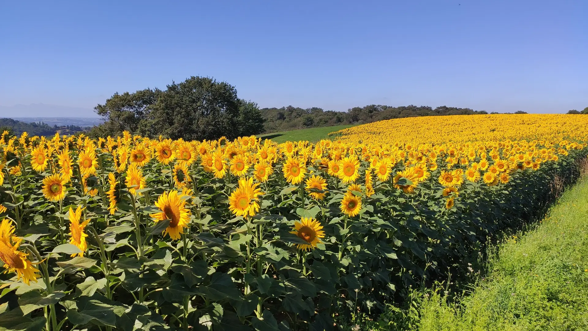 Un champ de tournesols en fleurs monte vers un bosquet, la vallée béarnaise derrière.