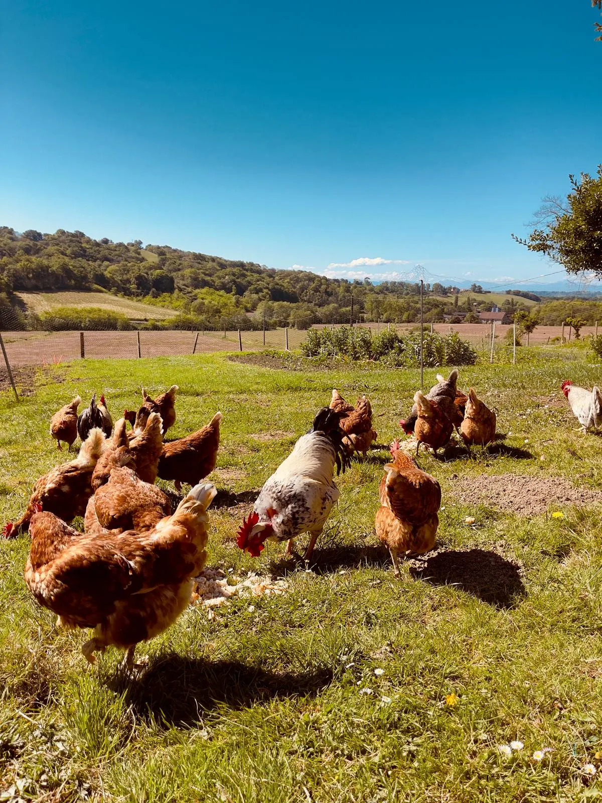 Une douzaine de poules picorent en liberté dans l’herbe, la vallée béarnaise et les Pyrénées derrière.