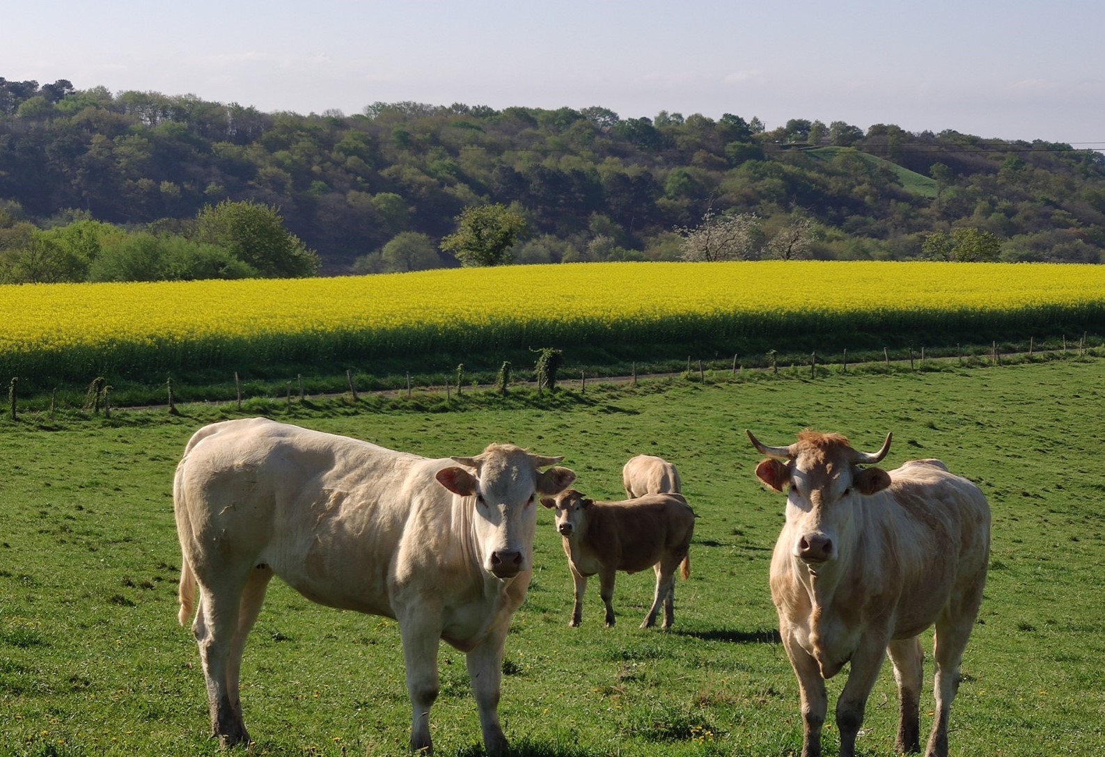 Vaches avec vue sur champ de colza
