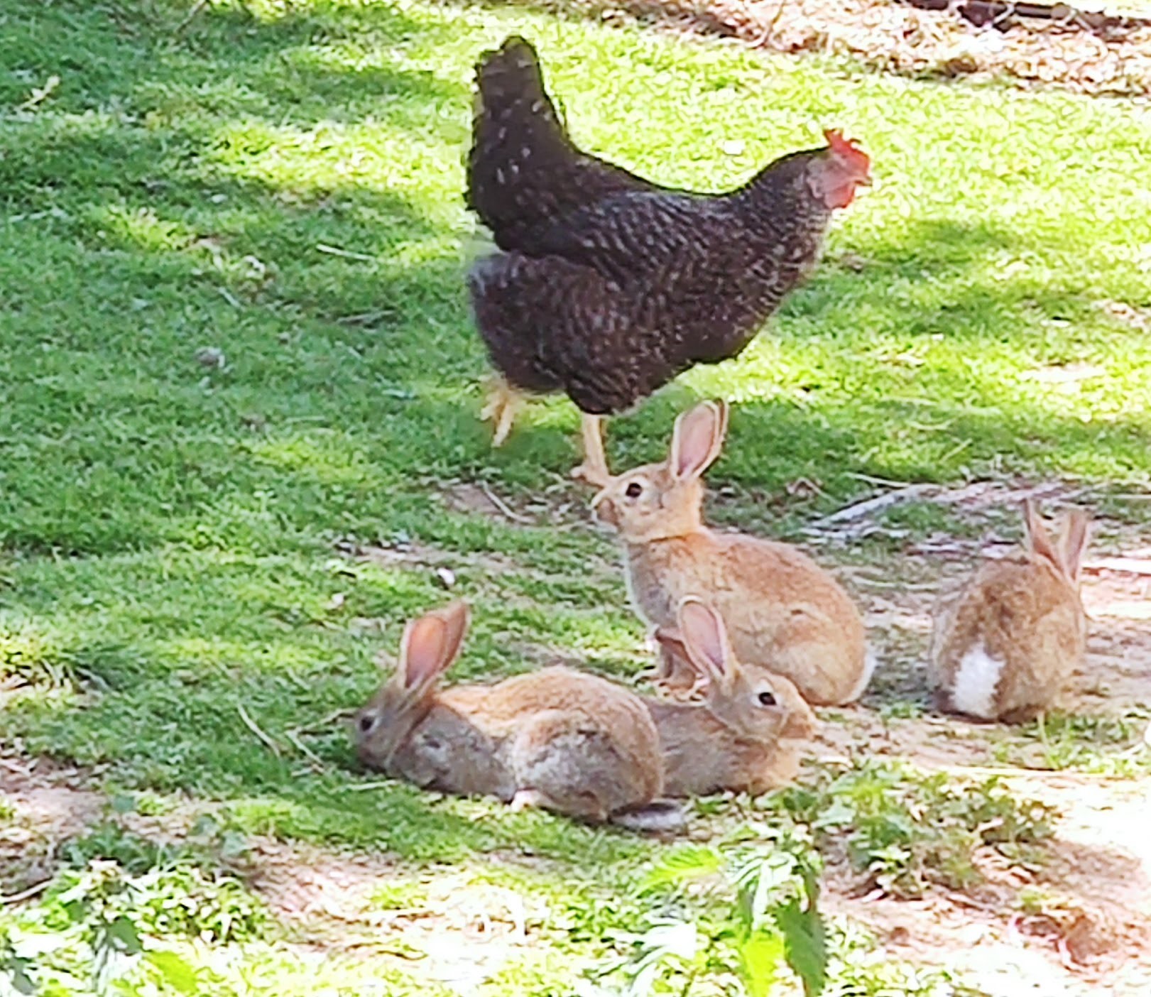 poule et lapins