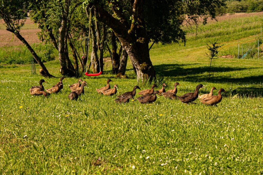 Canards dans le champ en liberté
